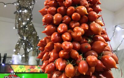 Piennolo Vesuvian Tomato